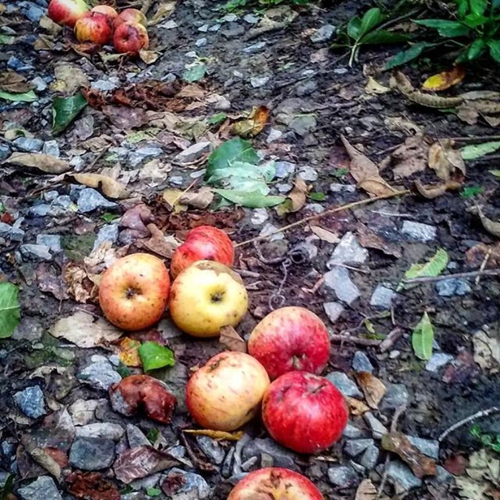 Photo: Apples Photo: Apples