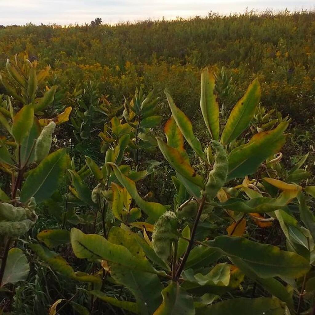 Photo: Milkweed Landscape Photo: Milkweed Landscape