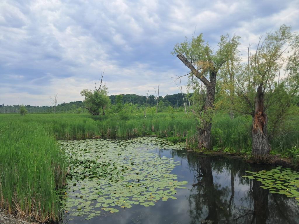 Photo: Black Creek [Expires June 21 2026]