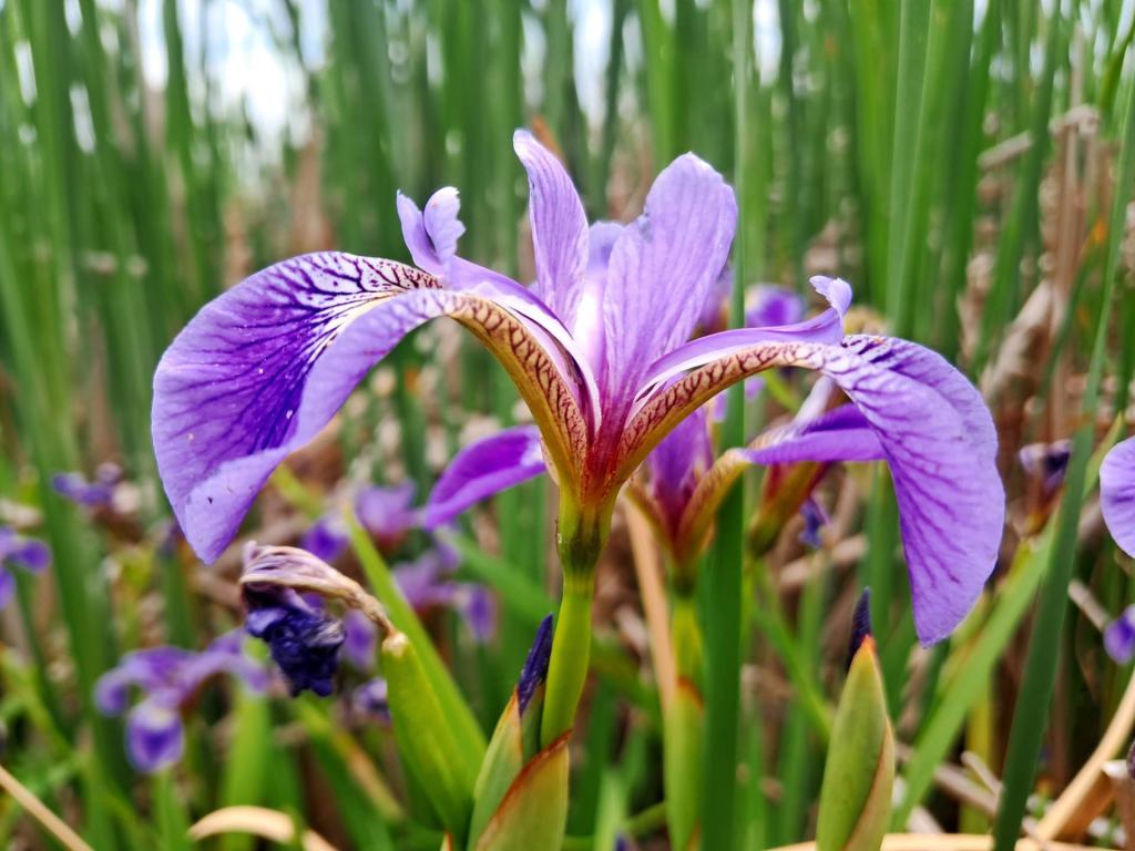 Photo: Iris [Expires June 21 2026]