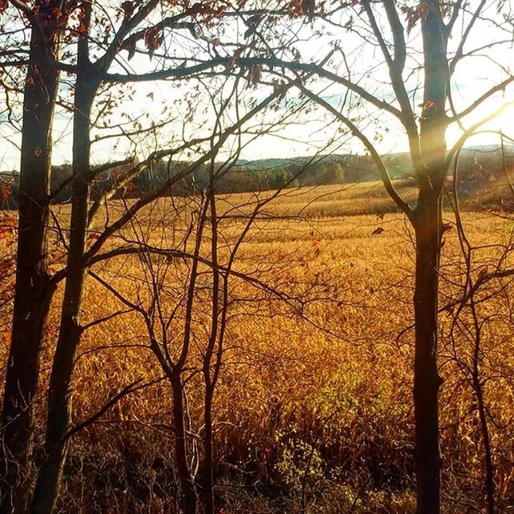 Photo: Corn field Photo: Corn field