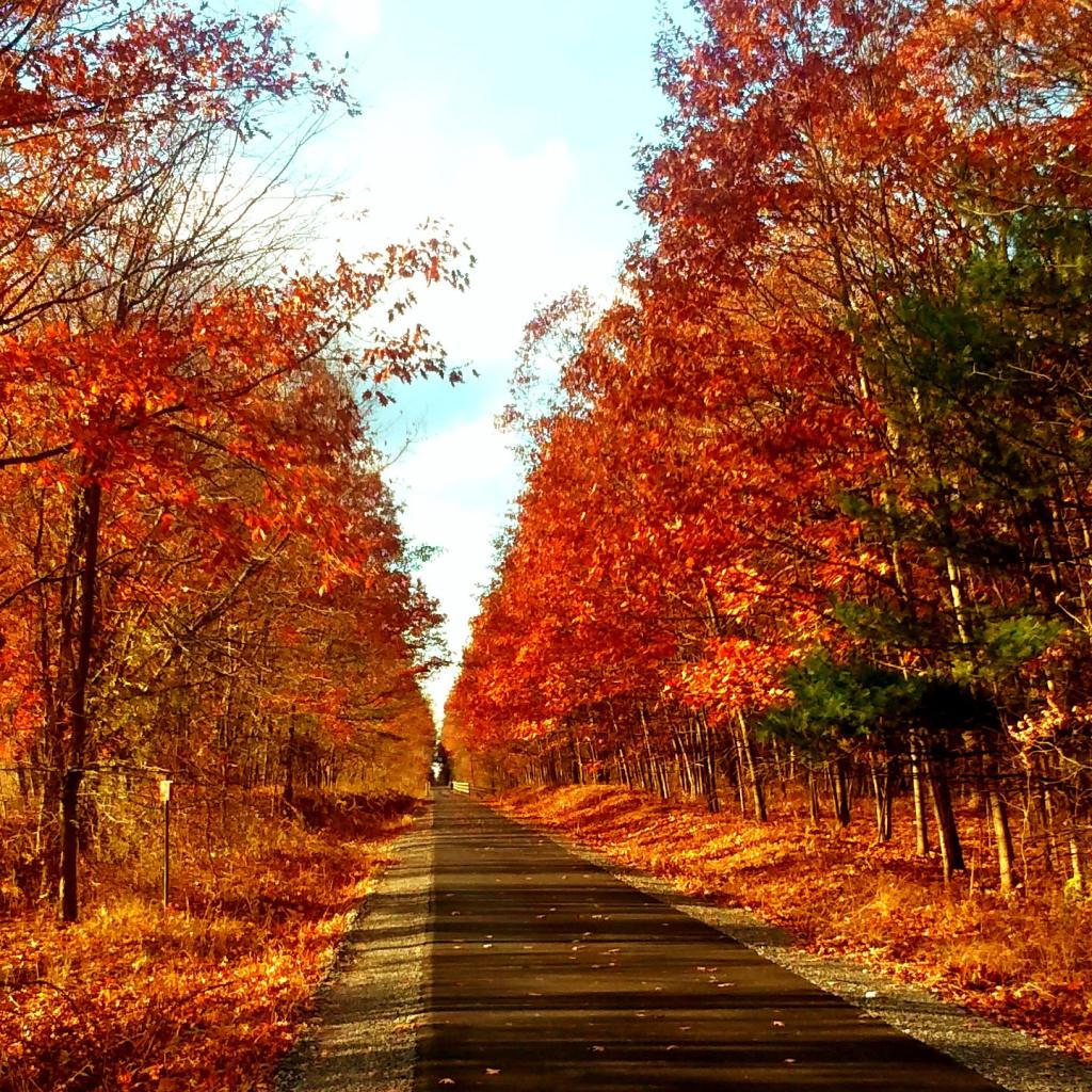 Photo: Autumn afternoon Photo: Autumn afternoon
