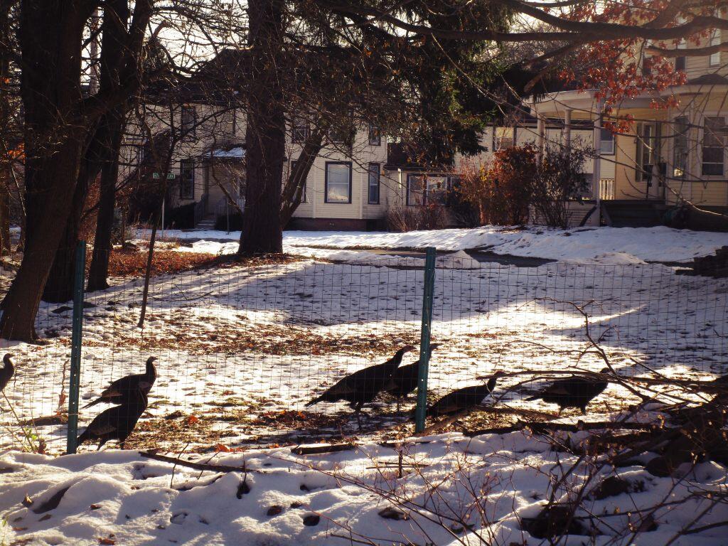 Photo: Hens Photo: Hens