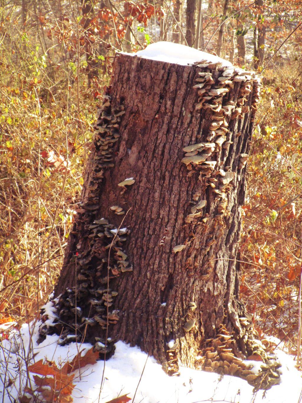 Photo: Stump Photo: Stump