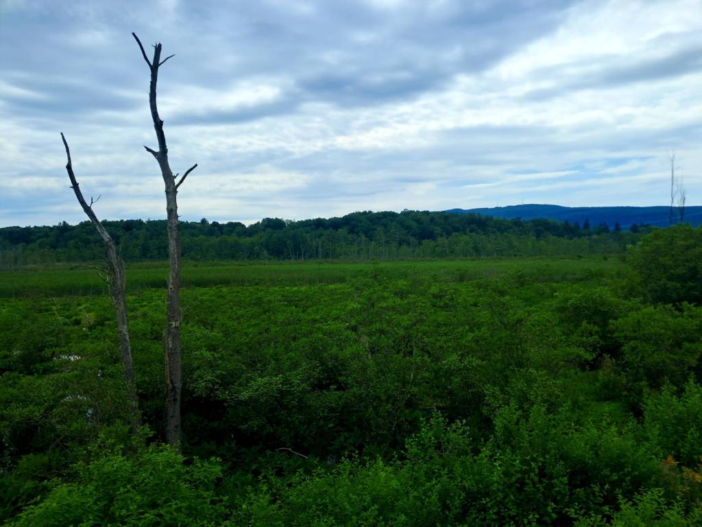 Photo: Marsh [Expires June 21 2026]