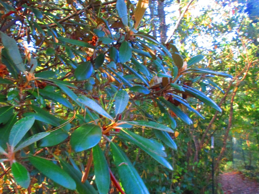 Photo: Rhododendron [Expires November 1 2026]
