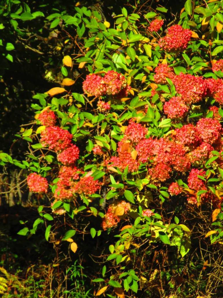 Photo: Viburnum [Expires November 1 2026]
