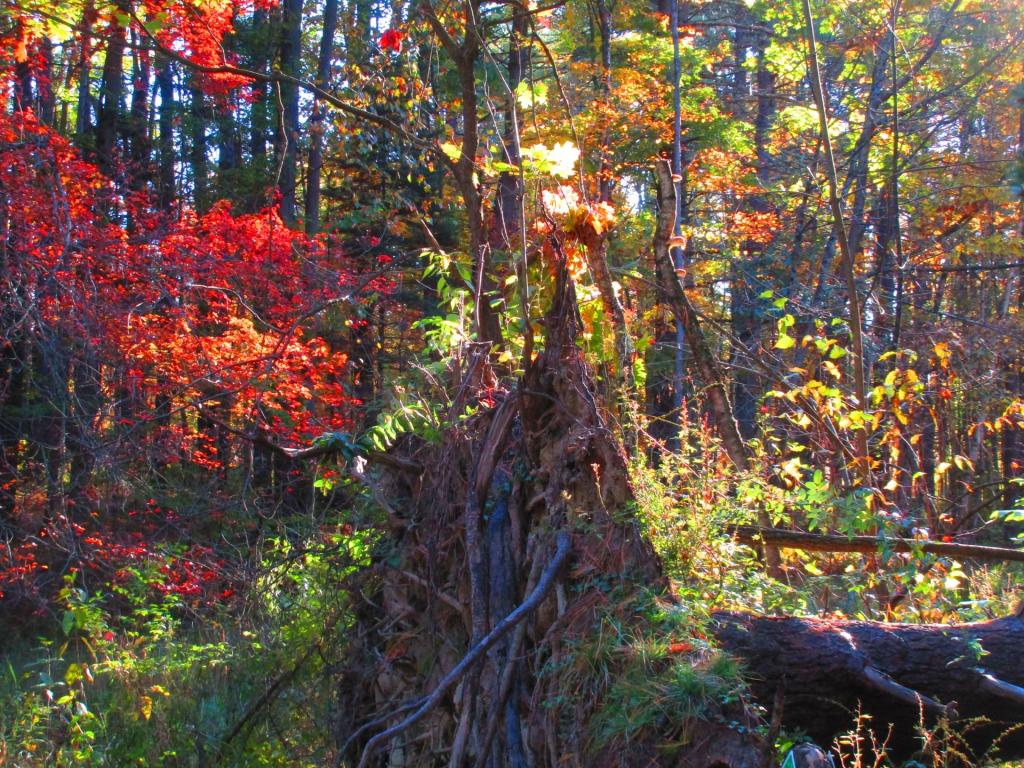 Photo: Stump [Expires November 1 2026]