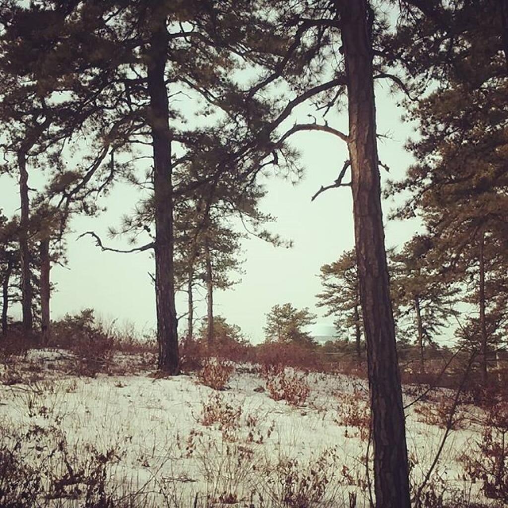 Photo: Even with alien invaders the trees are pretty Photo: Even with alien invaders the trees are pretty