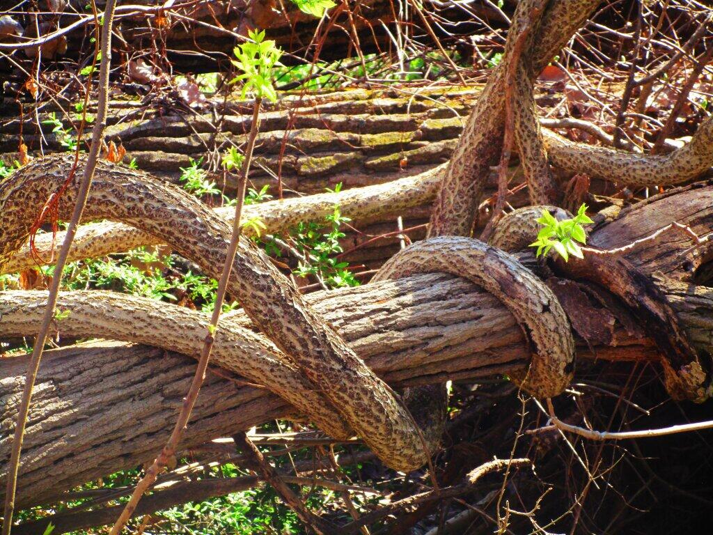 Photo: Strangled
