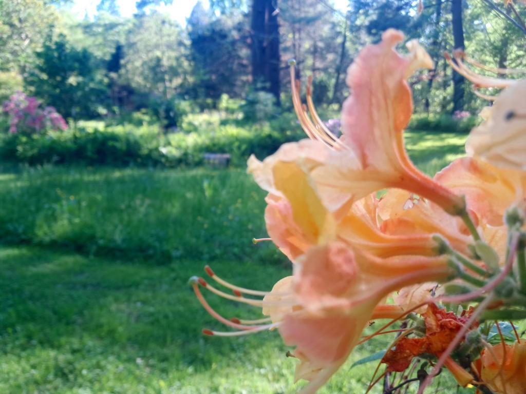 Photo: Florida Flame Azalea