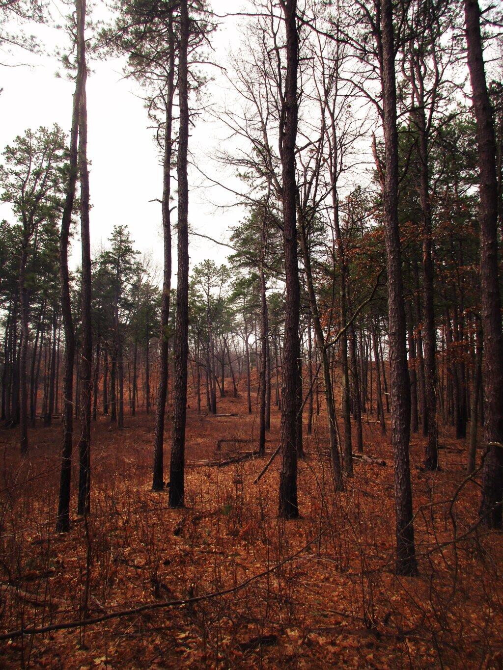 Photo: The Woods Photo: The Woods
