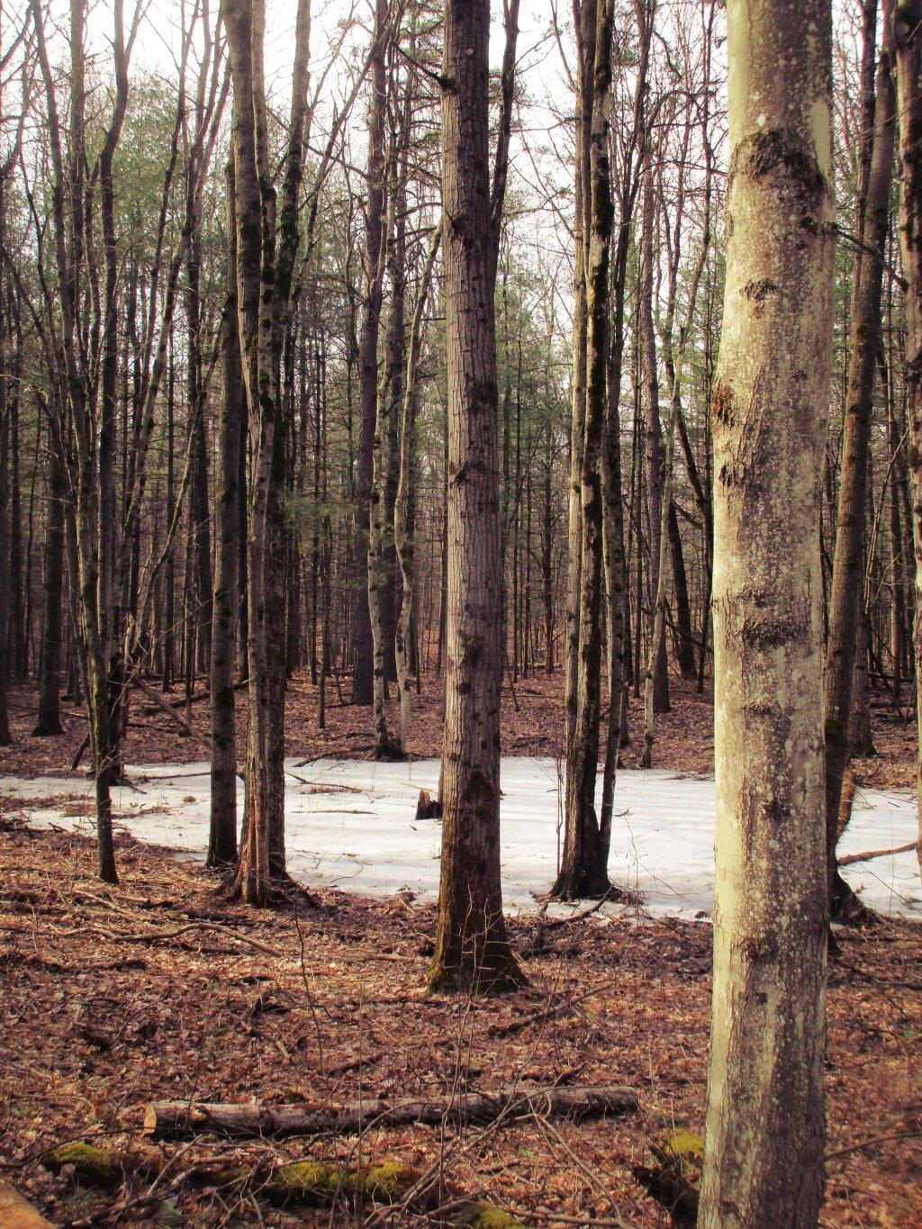 Photo: Vernal Pond Photo: Vernal Pond