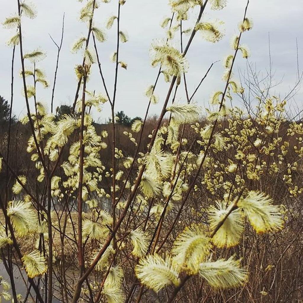 Photo: This week in pussy willows Photo: This week in pussy willows