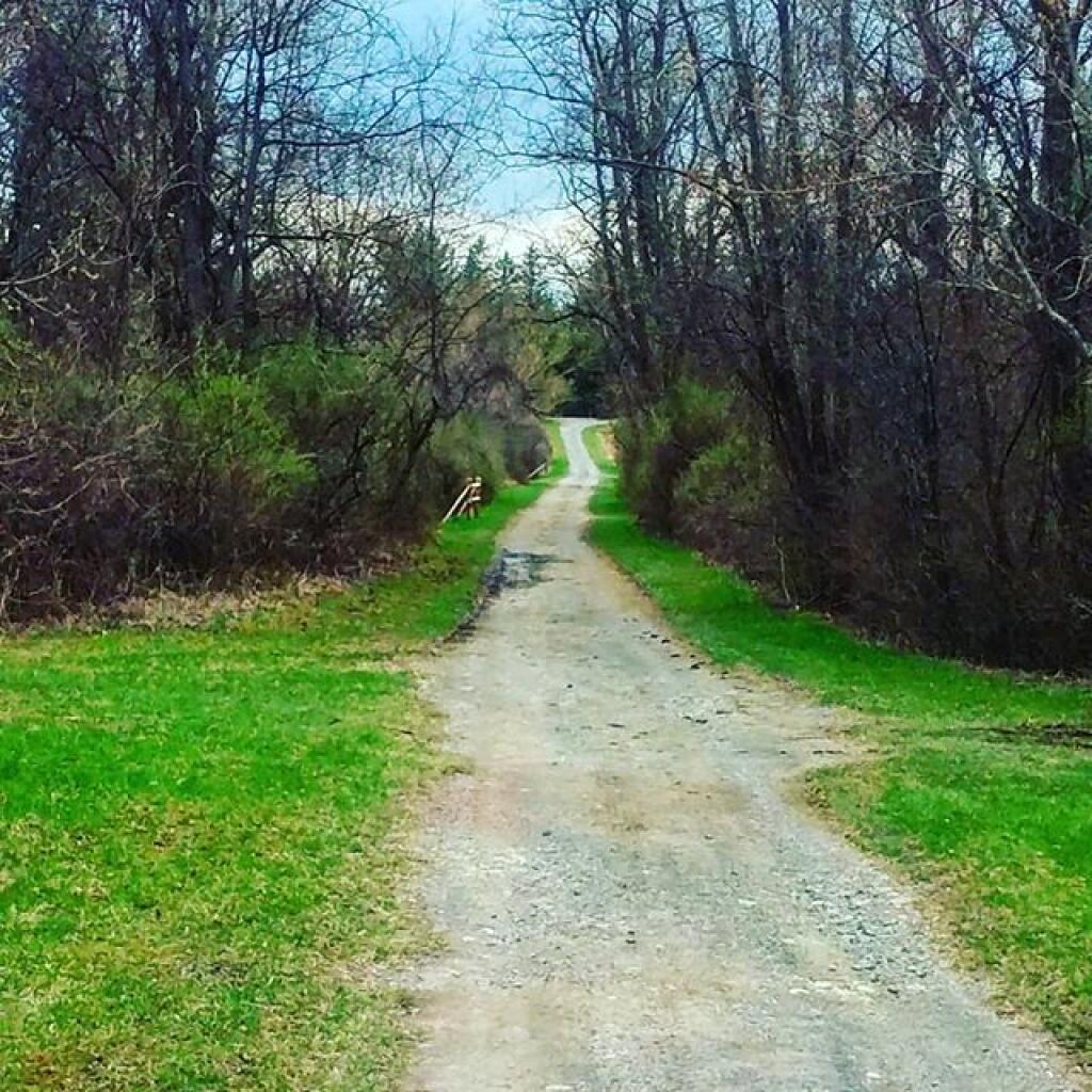 Photo: Buck thorn and the grass is getting green