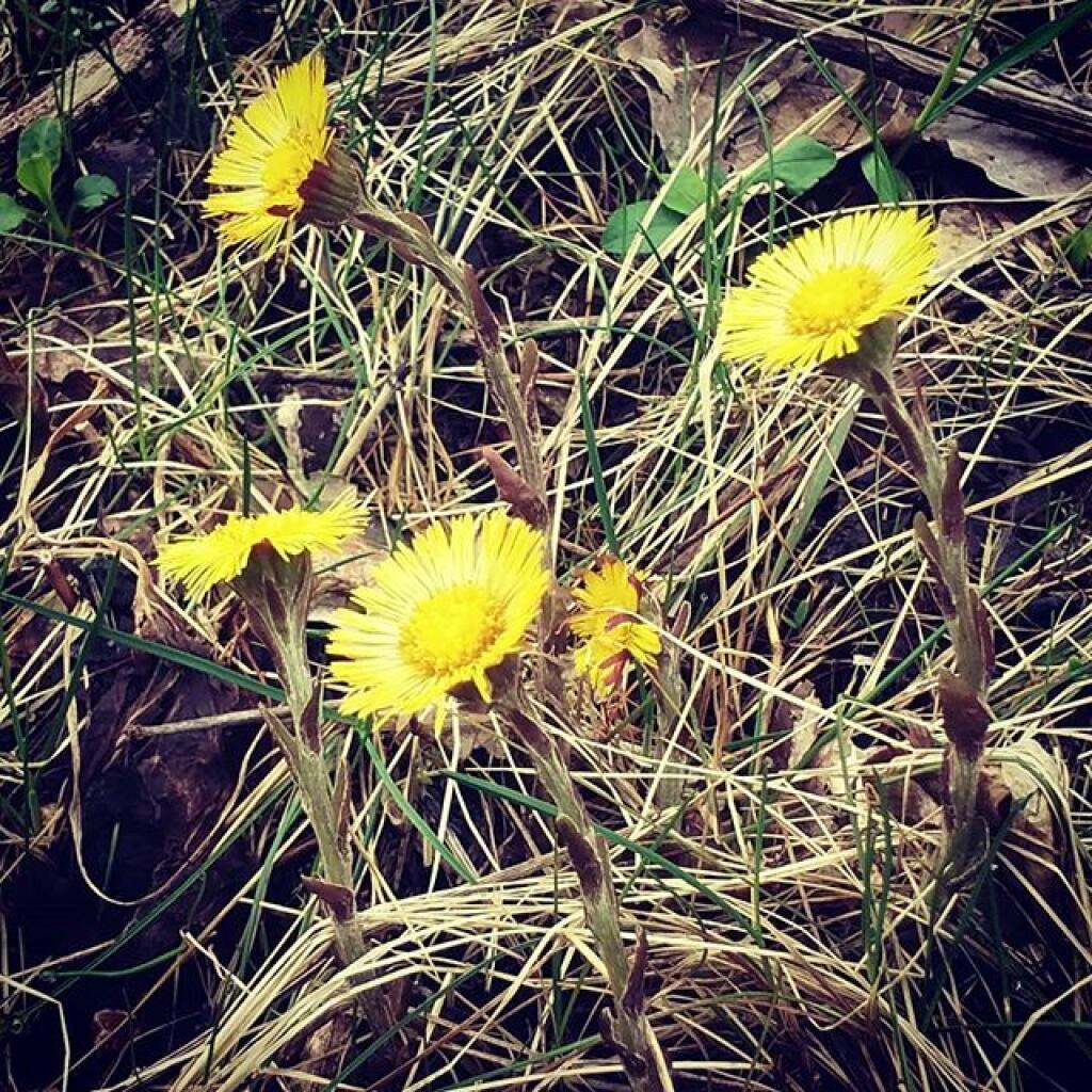 Photo: Spring is coming Photo: Spring is coming