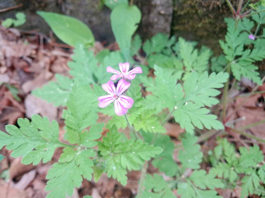 Photo: Herb Robert [Expires June 14 2026]