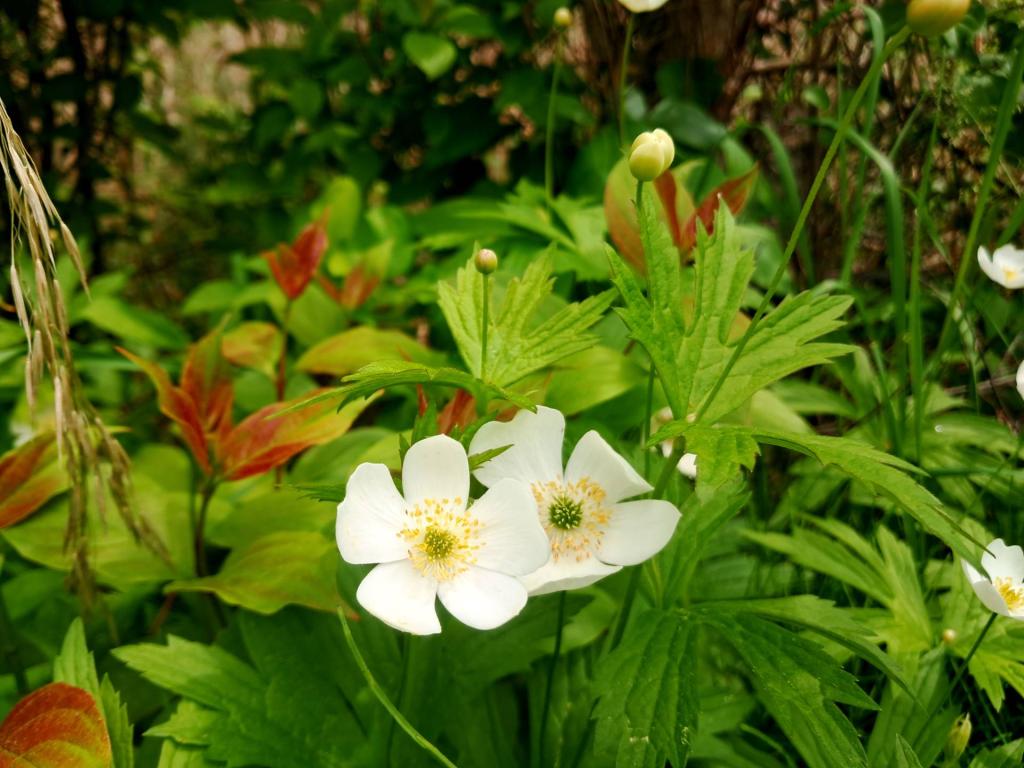 Photo: Canada Anemone [Expires June 14 2026]
