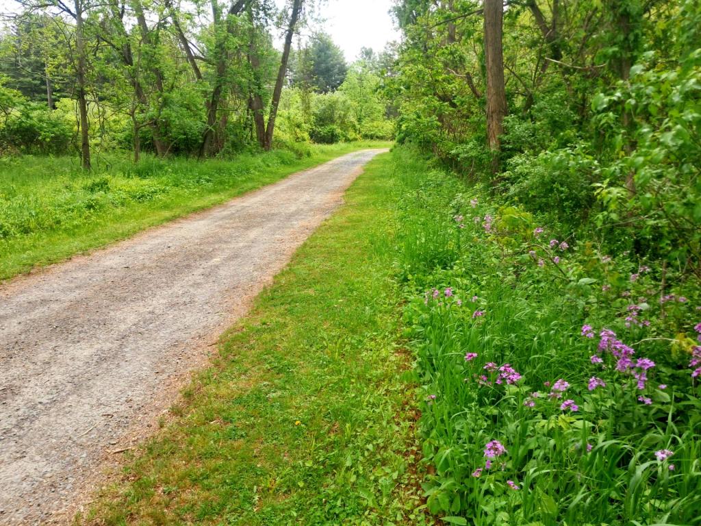 Photo: Roadside [Expires June 14 2026]