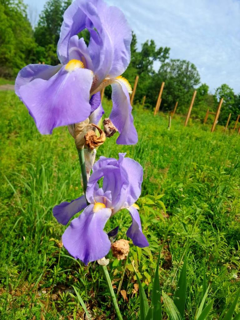 Photo: Bearded Iris [Expires June 14 2026]
