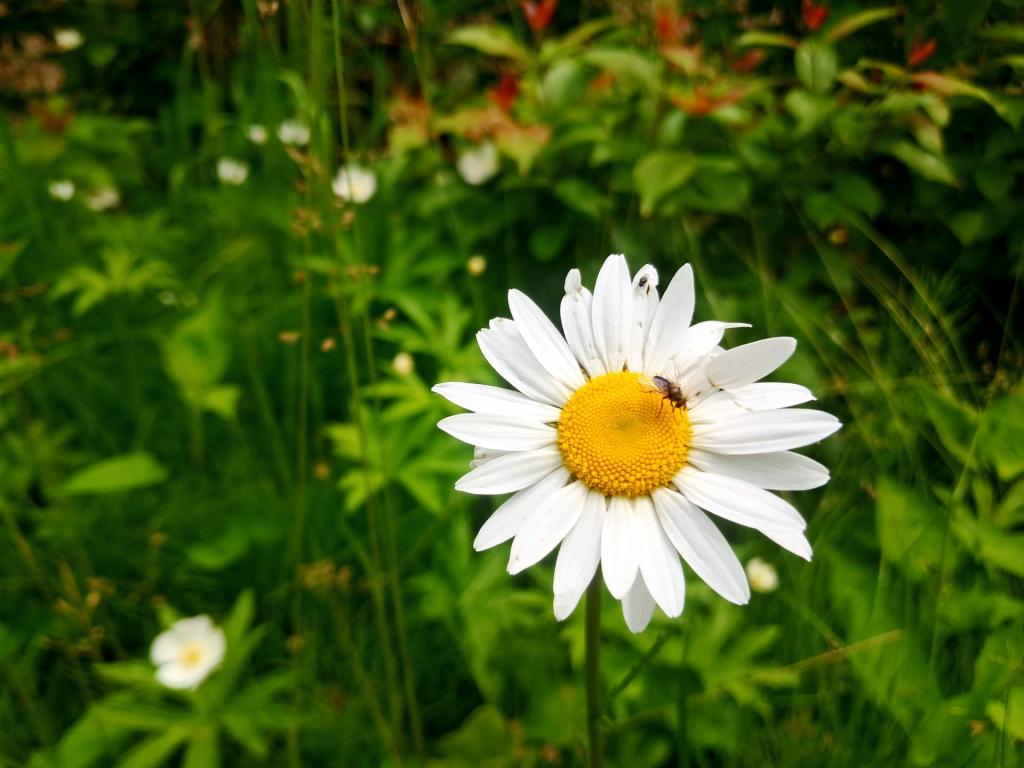 Photo: Daisy [Expires June 14 2026]