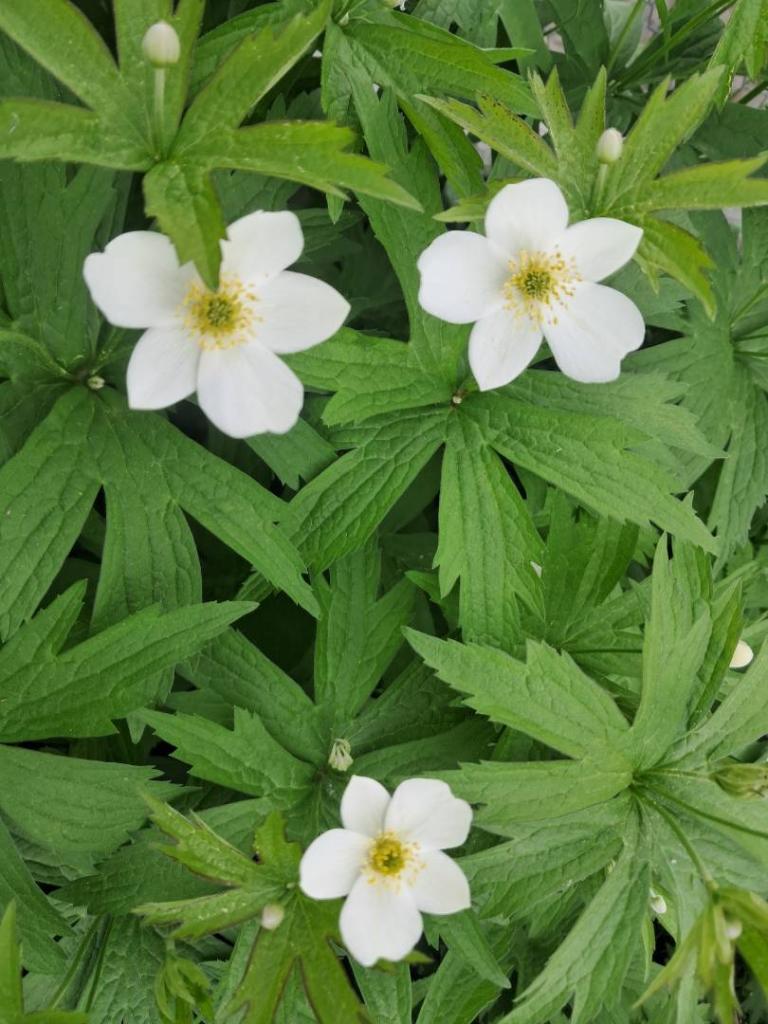 Photo: Canada Anemone [Expires June 14 2026]