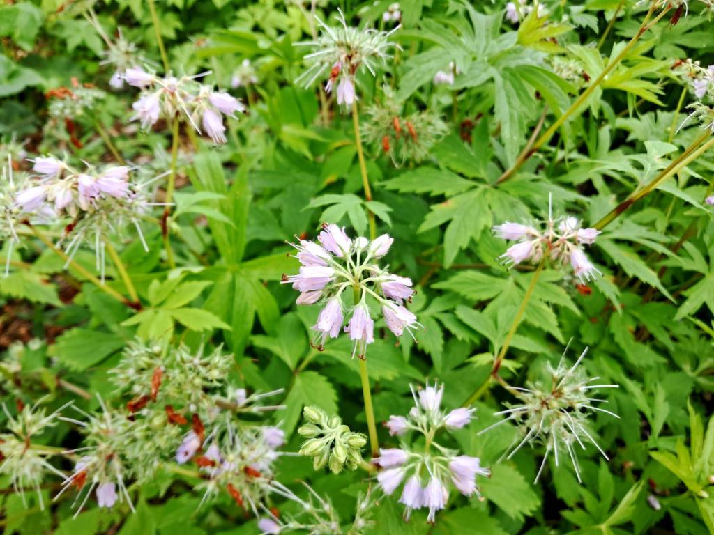 Photo: Virginia Waterleaf [Expires June 14 2026]