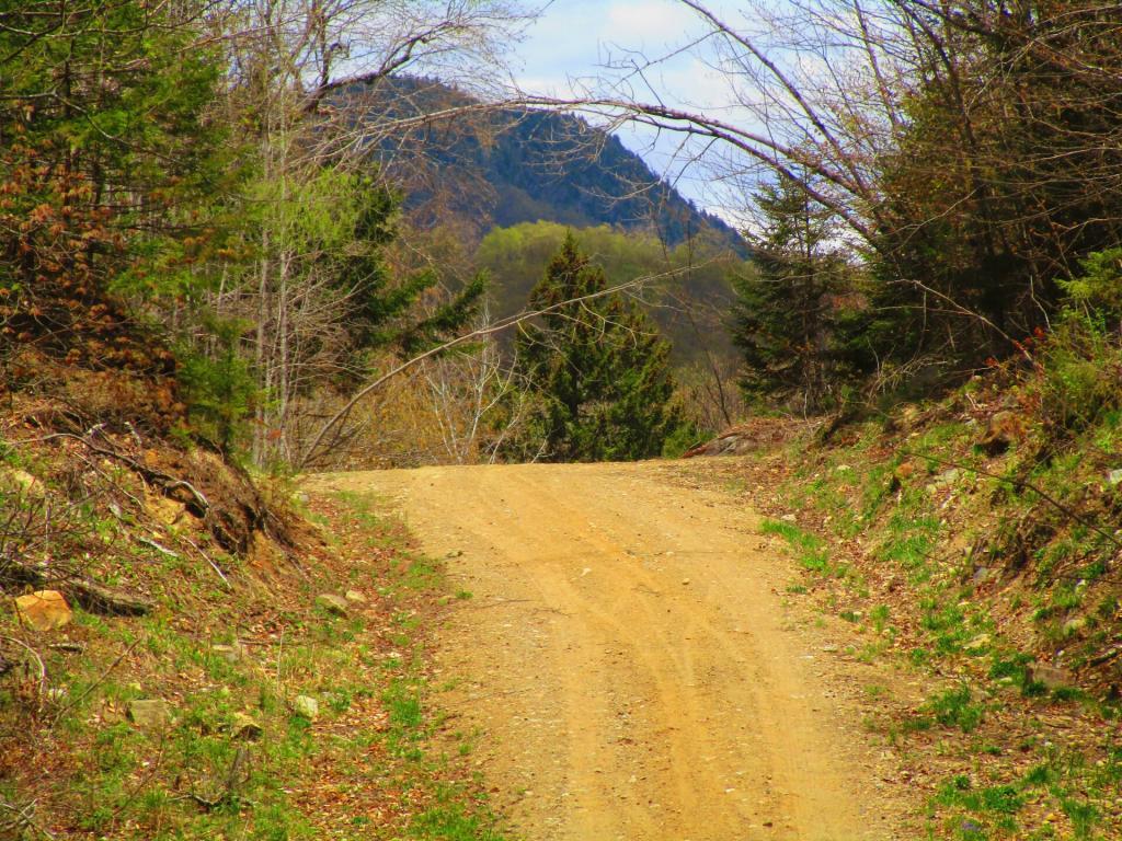 Photo: Towards the end of Robb Creek Road