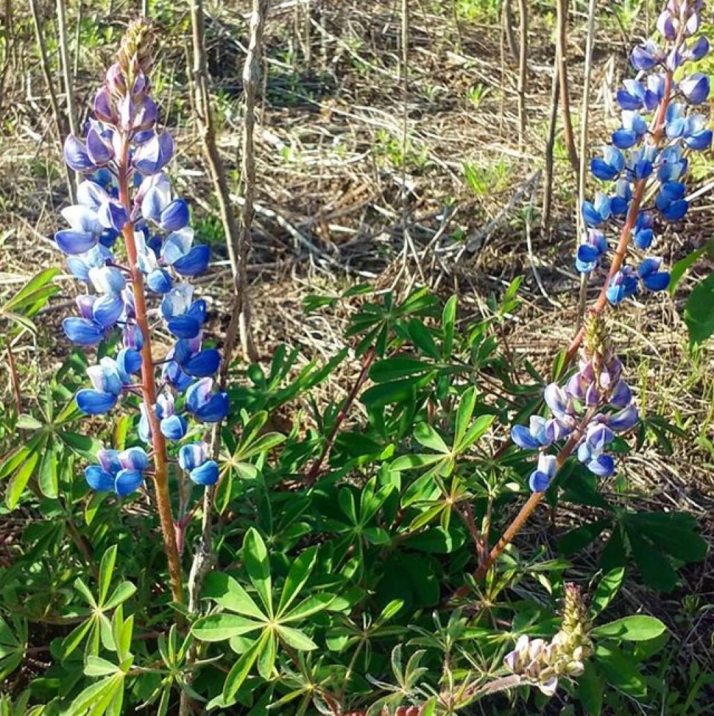 Photo: A little lupine in bloom, not a lot Photo: A little lupine in bloom, not a lot
