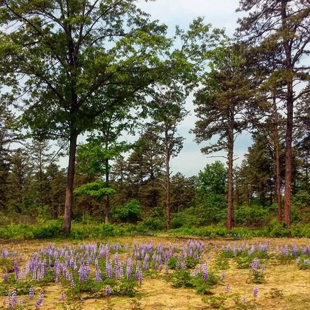 Photo: Fields of purple Photo: Fields of purple