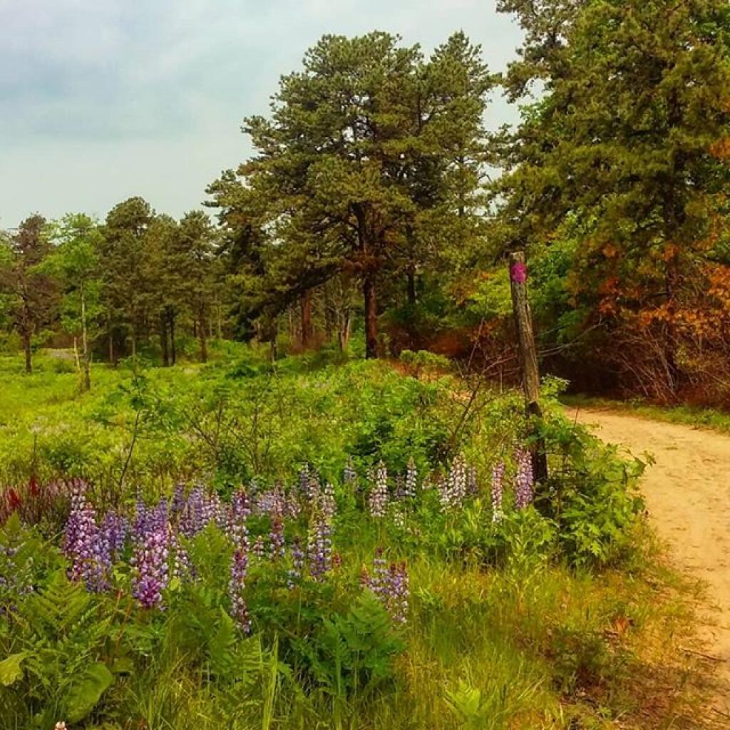Photo: Purple Trail Photo: Purple Trail