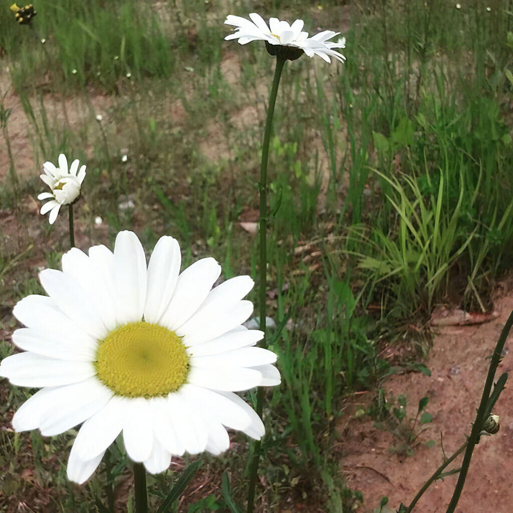 Photo: Lazy daisies Photo: Lazy daisies