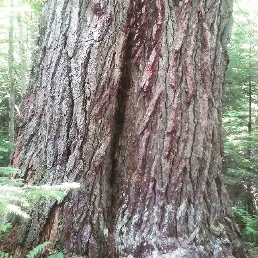 Photo: Old Growth Along the Beaver Lake Trail Photo: Old Growth Along the Beaver Lake Trail