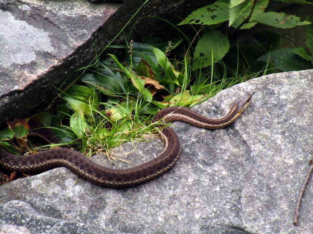 Photo: Snake Photo: Snake
