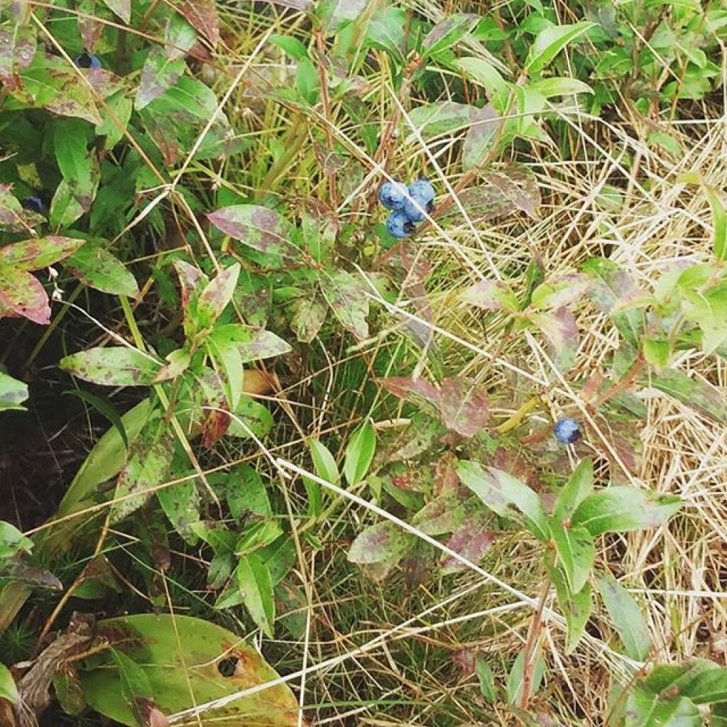 Photo: Blueberries Photo: Blueberries