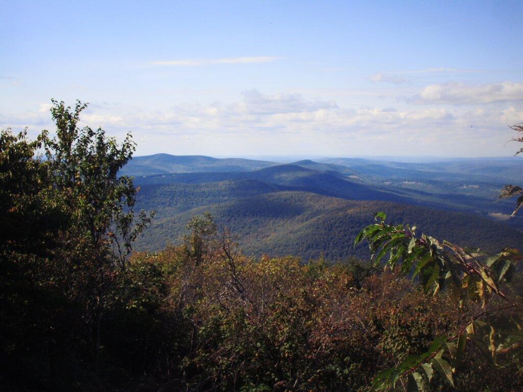 Photo: Ginseng - Mount Hayden