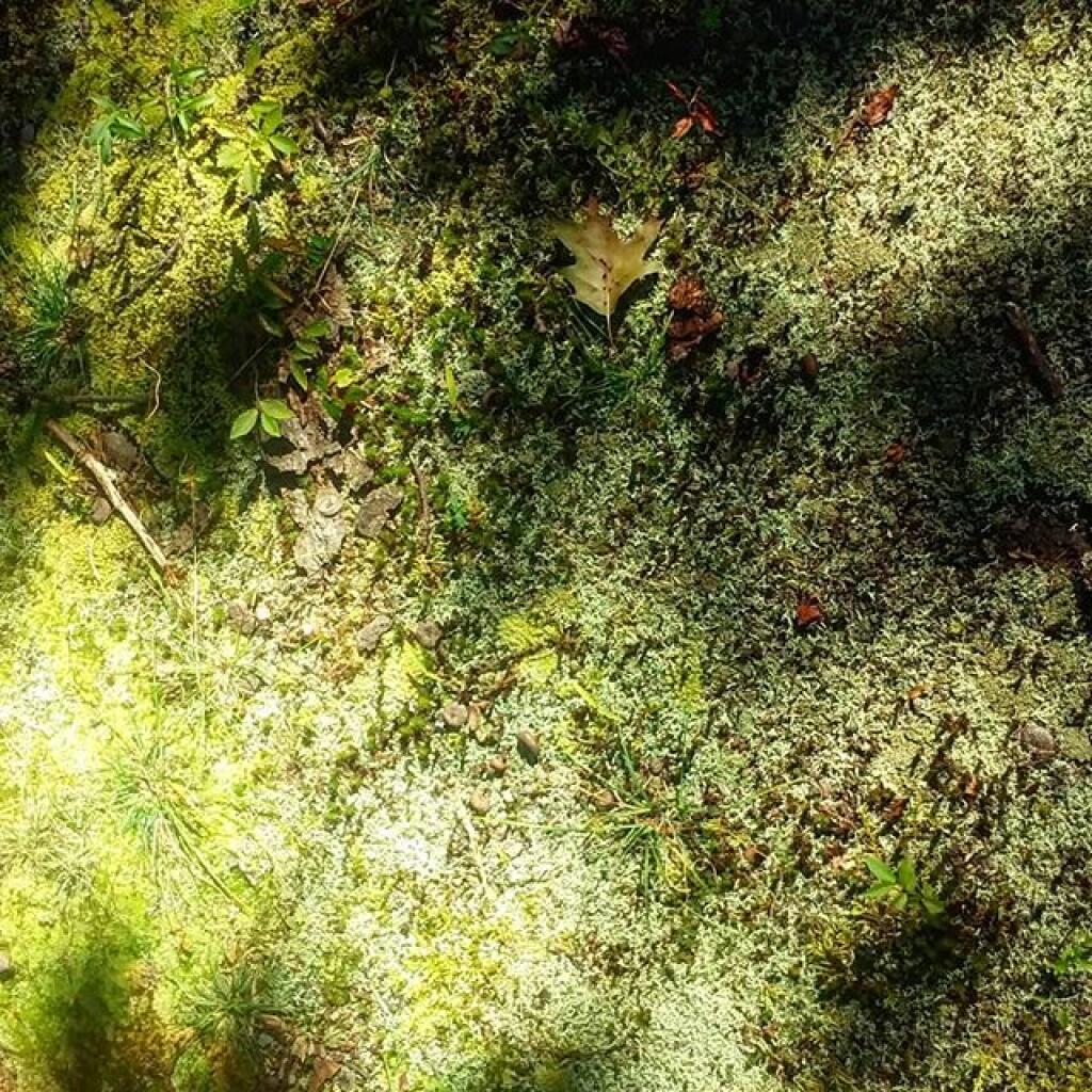 Photo: Moss Photo: Moss