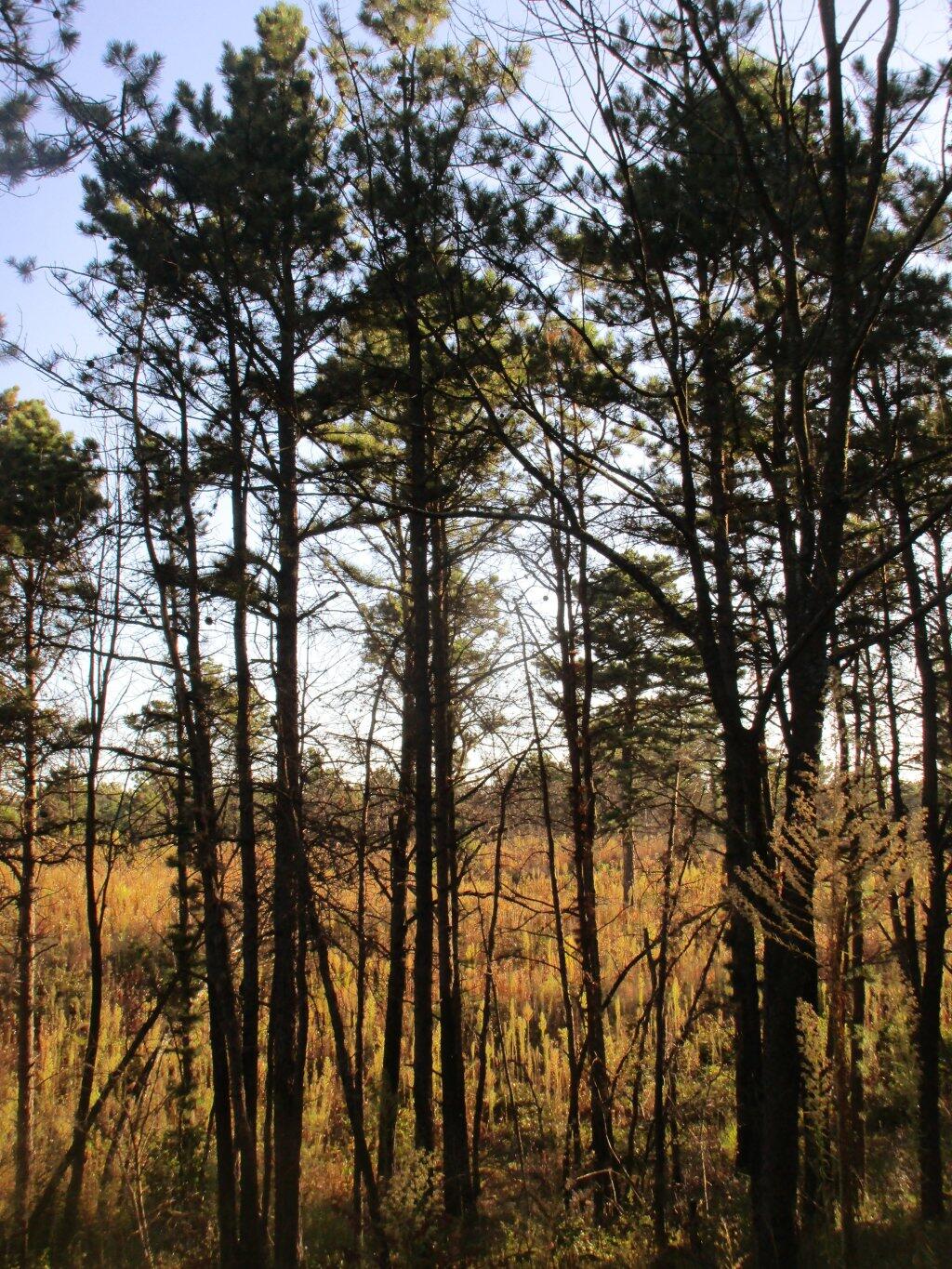 Photo: Morning In The Pine Bush Photo: Morning In The Pine Bush