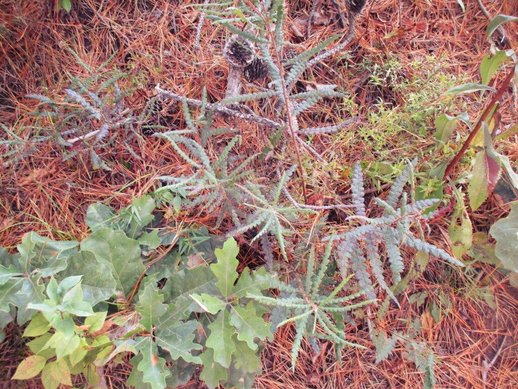 Photo: Sweet Fern Photo: Sweet Fern