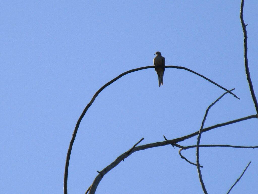 Photo: Bird Hike Photo: Bird Hike
