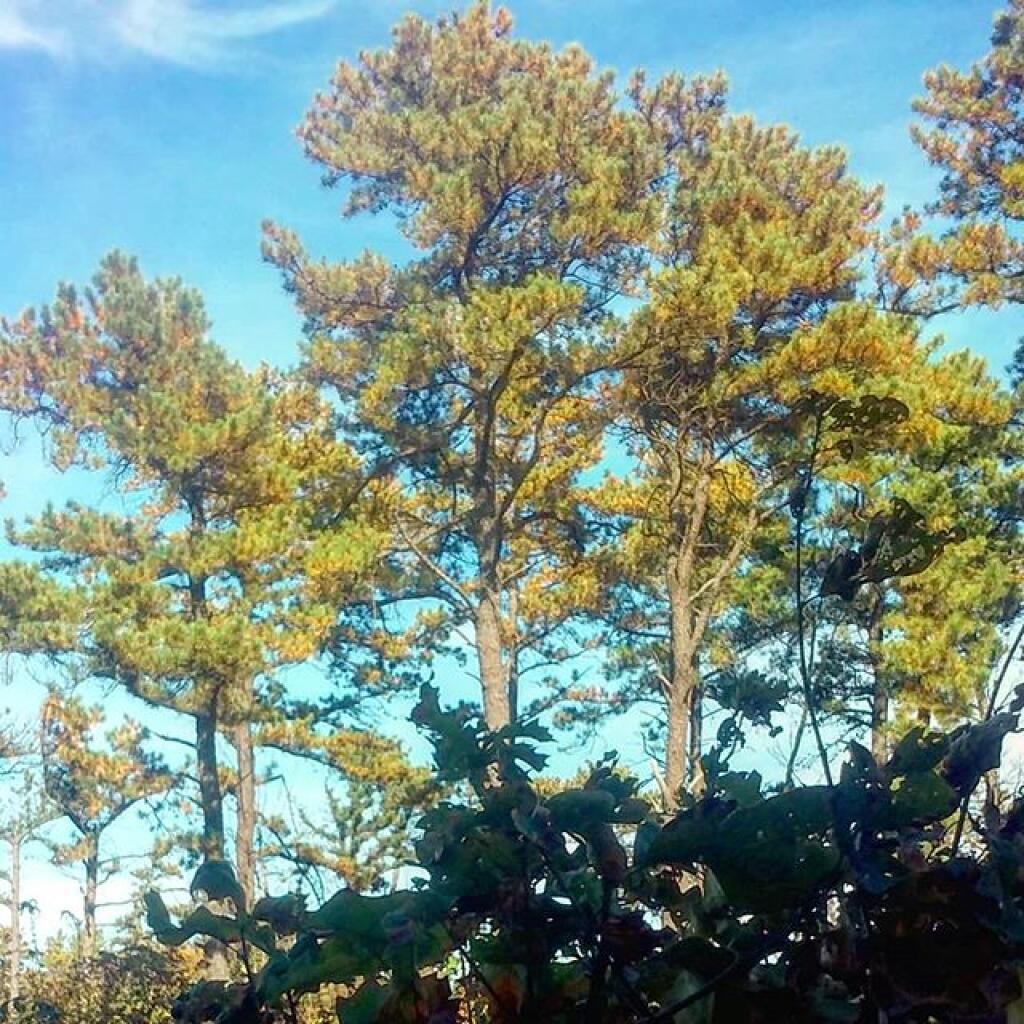 Photo: Scrub Oak - Pitch Pine Barrens Photo: Scrub Oak - Pitch Pine Barrens