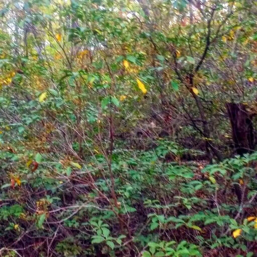 Photo: Mountain Laurel Photo: Mountain Laurel