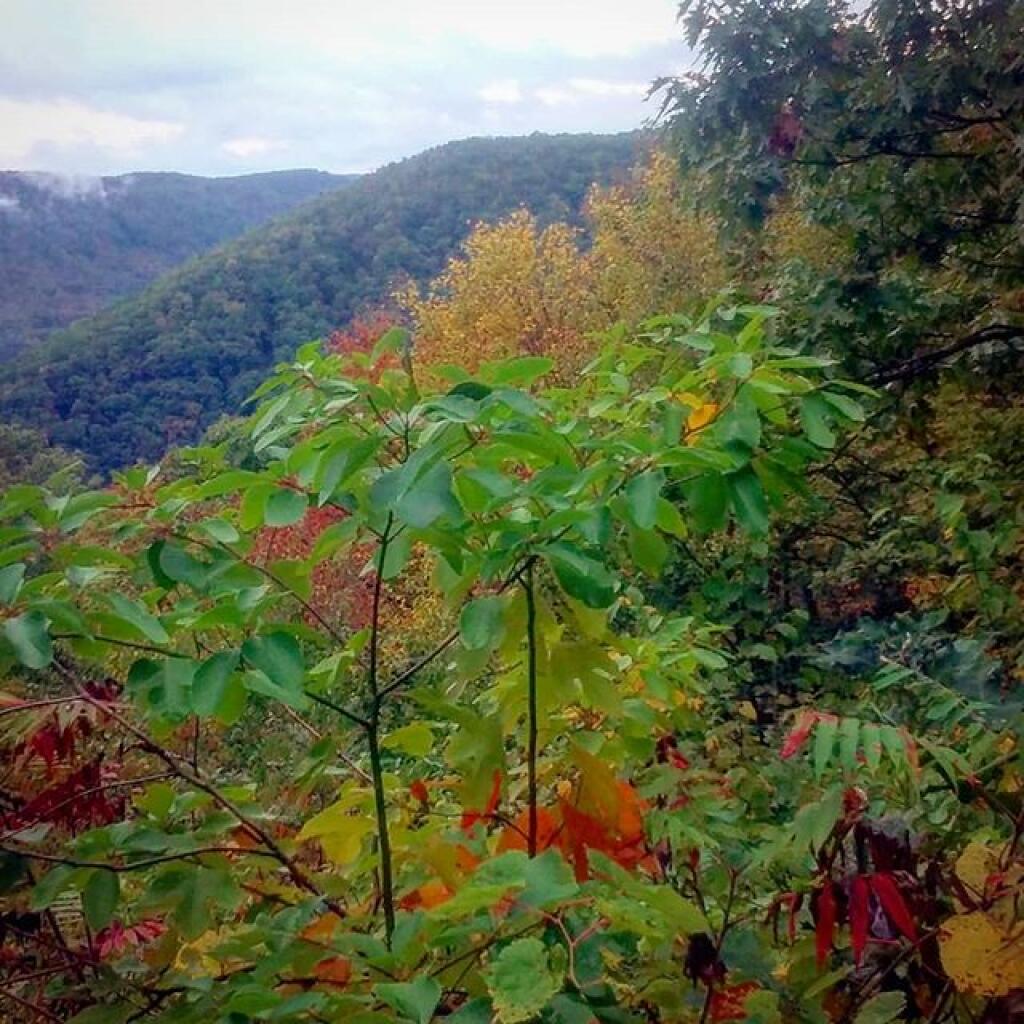 Photo: Little color