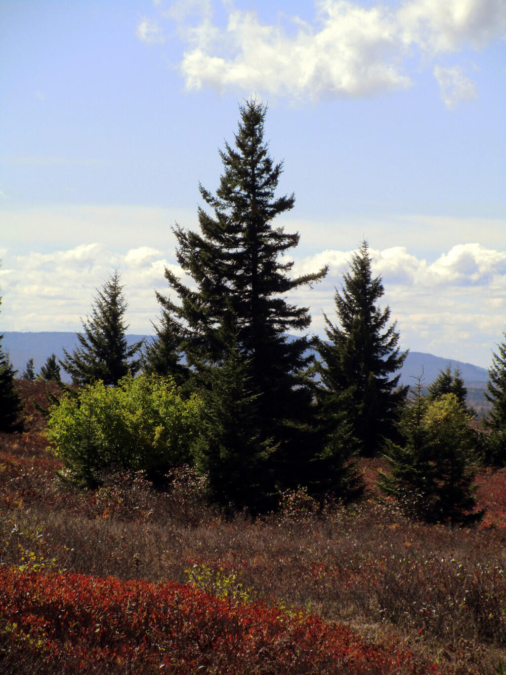 Photo: Pines Photo: Pines