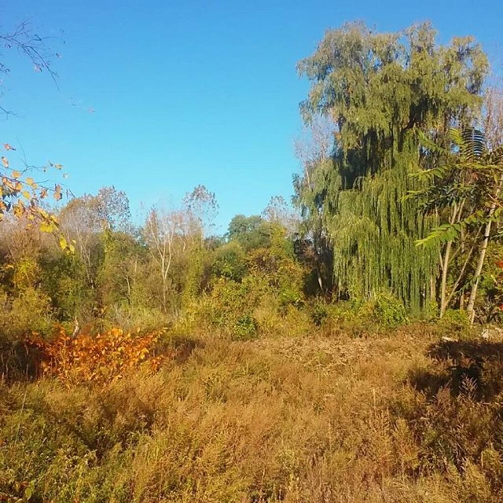 Photo: Proposed site of the Rapp Road Crossgates Development Photo: Proposed site of the Rapp Road Crossgates Development