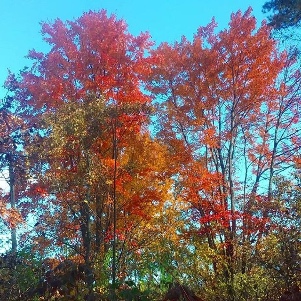 Photo: Maples Photo: Maples