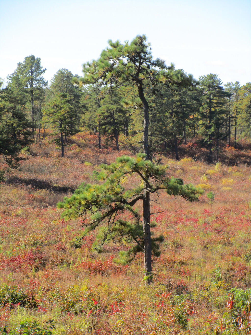 Photo: Pitch Pine Photo: Pitch Pine