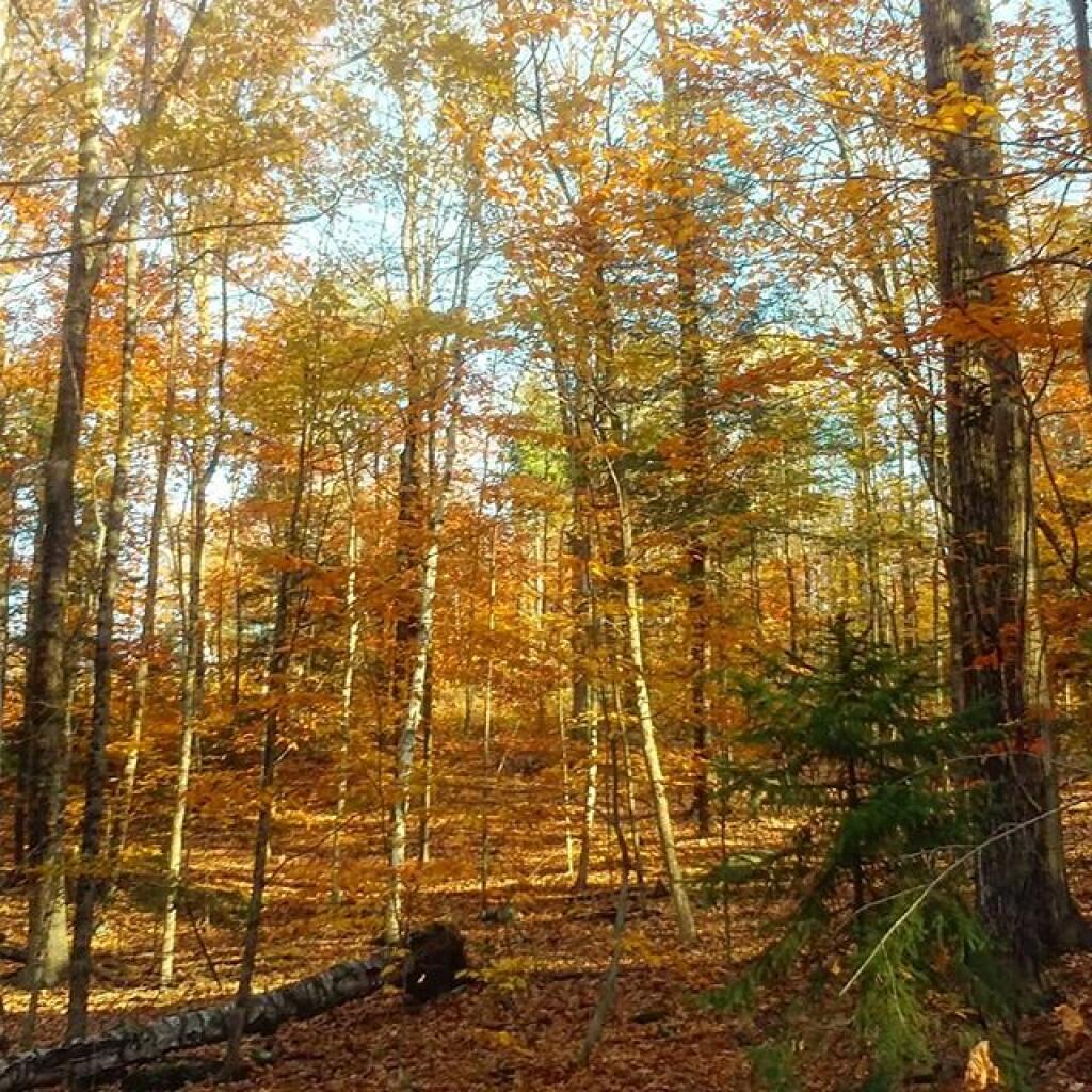 Photo: Hurry fast, colors won't last
