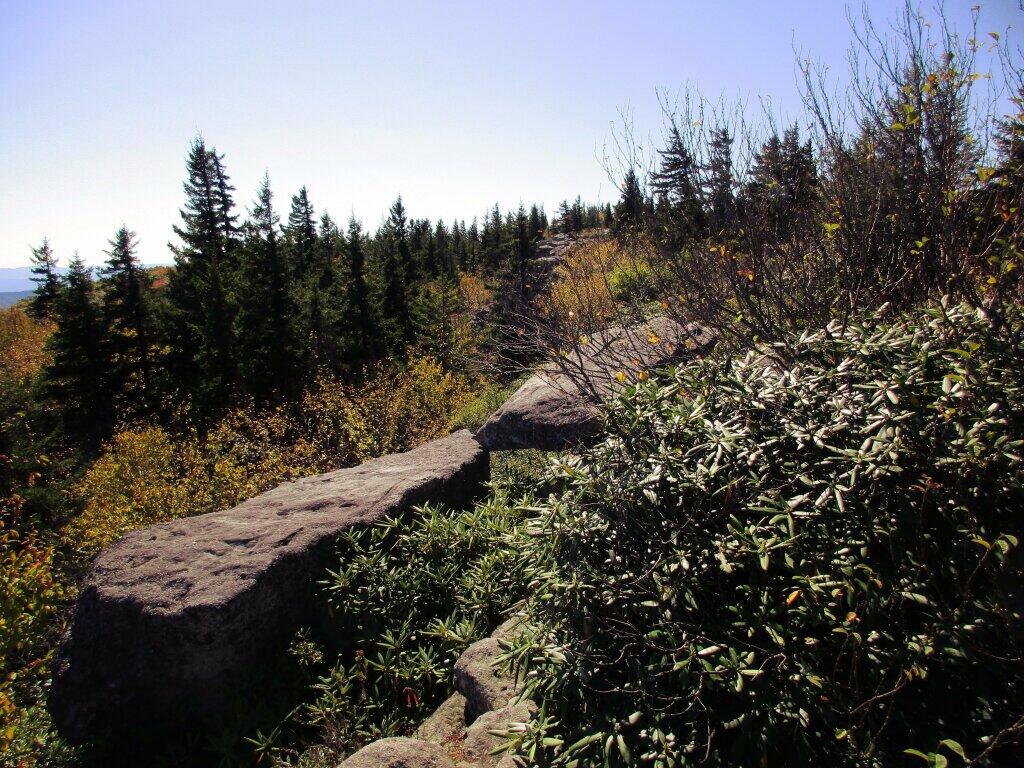 Photo: Mountain Laurel Photo: Mountain Laurel