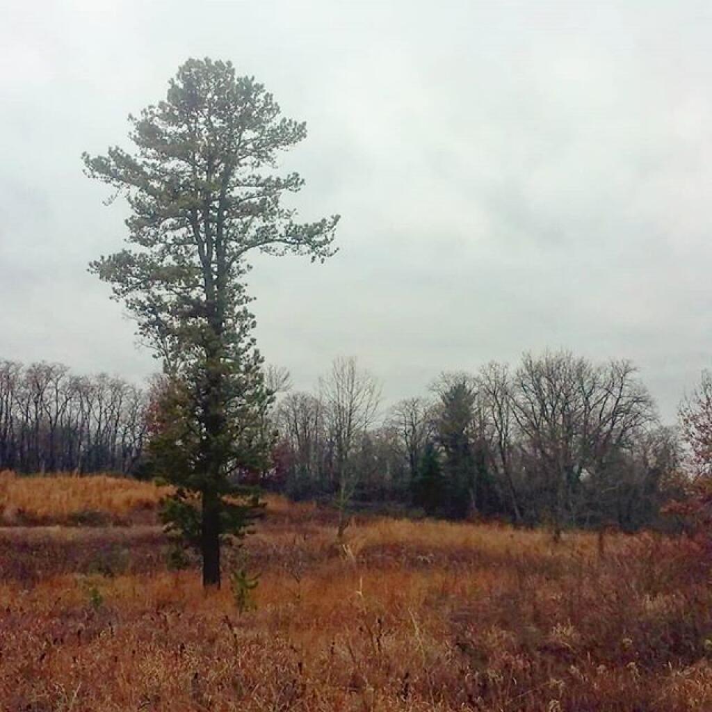 Photo: Lone Pine Photo: Lone Pine